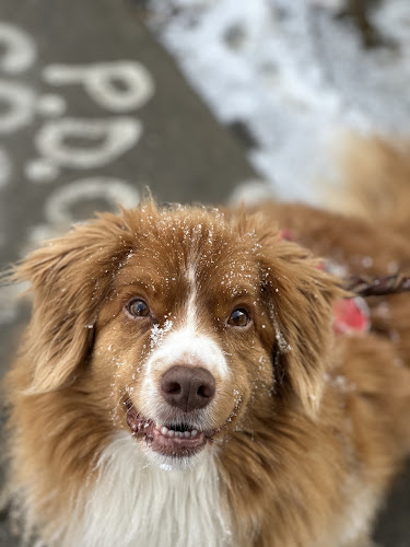 Golden Leash Pet Services