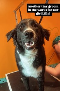 Squish and Charlie’s Dog Grooming