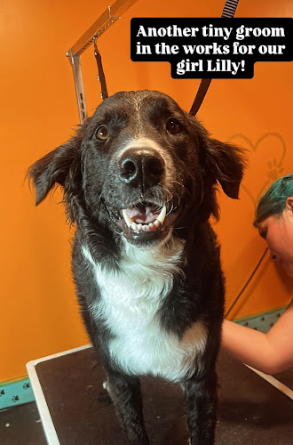 Squish and Charlie’s Dog Grooming