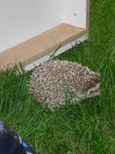 Matthew’s Critter Sitters