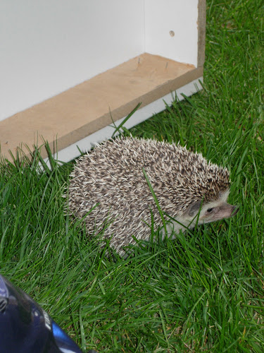 Matthew’s Critter Sitters