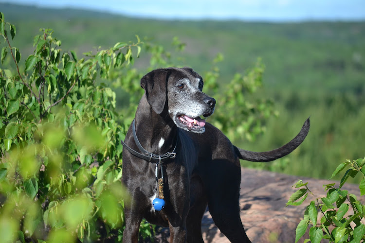 Garson Pet Food Express