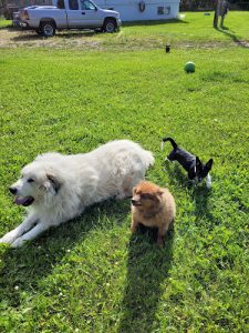 Spirit Meadow Dog Care