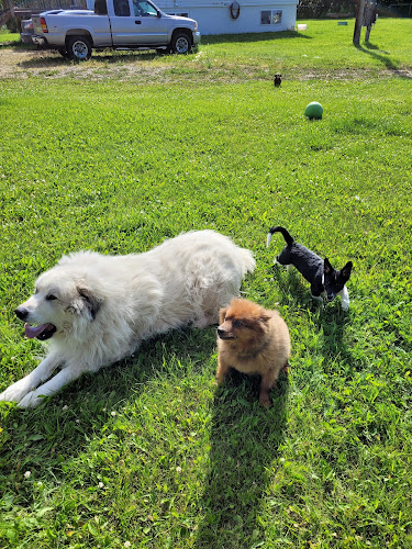 Spirit Meadow Dog Care