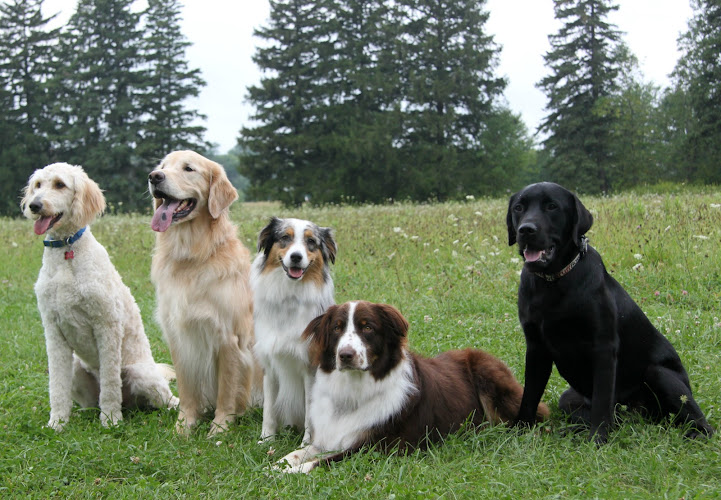 Pet Concierge Plus