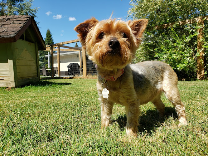 River Run Kennels