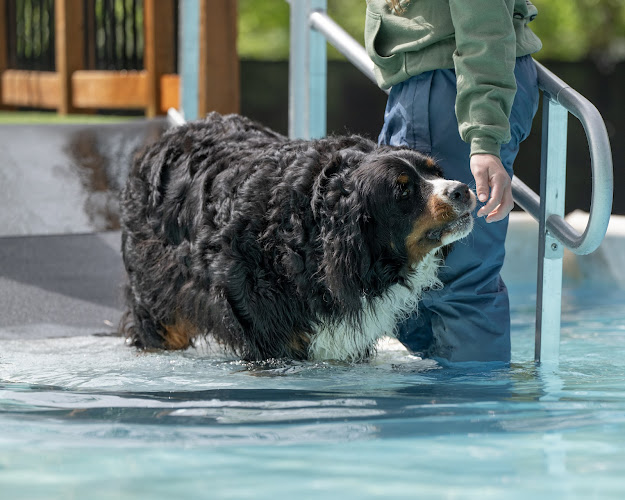 Pet Zones Stay & Play