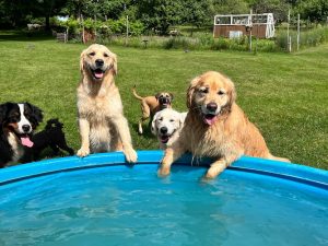 Dream Acres Pet Resort