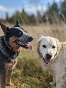 Wylder Kennels and Daycare