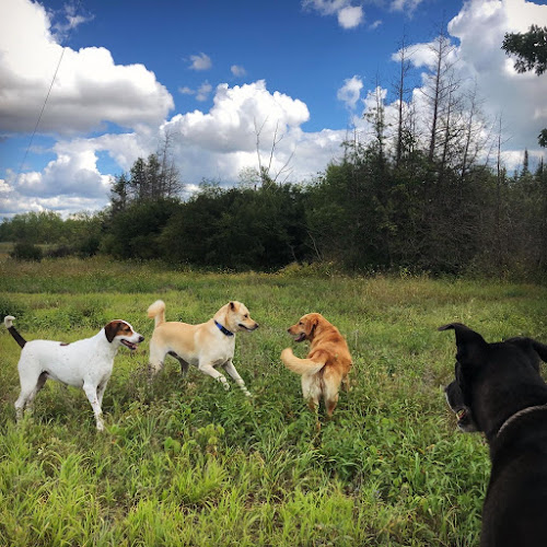 Groovytown Dog Lodge