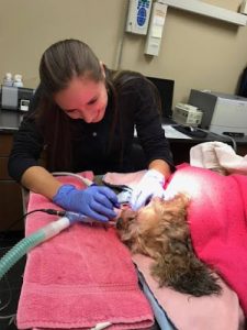 Van Isle Veterinary Hospital