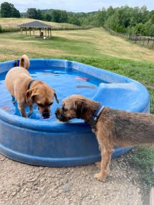 Golden Paws Pet Place