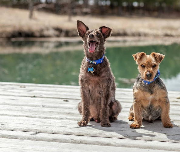 Kismutt Dog Boarding