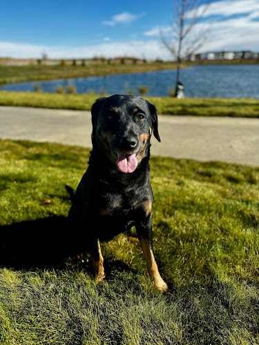 From Dusk Till Dawg Pet Services