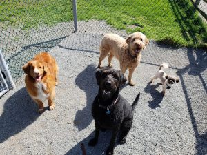 Canine Adventure Club