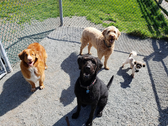 Canine Adventure Club