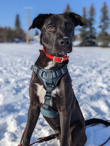 Clear Skies Dog Walking