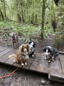 Creature Comforts Dog Walking