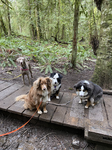 Creature Comforts Dog Walking