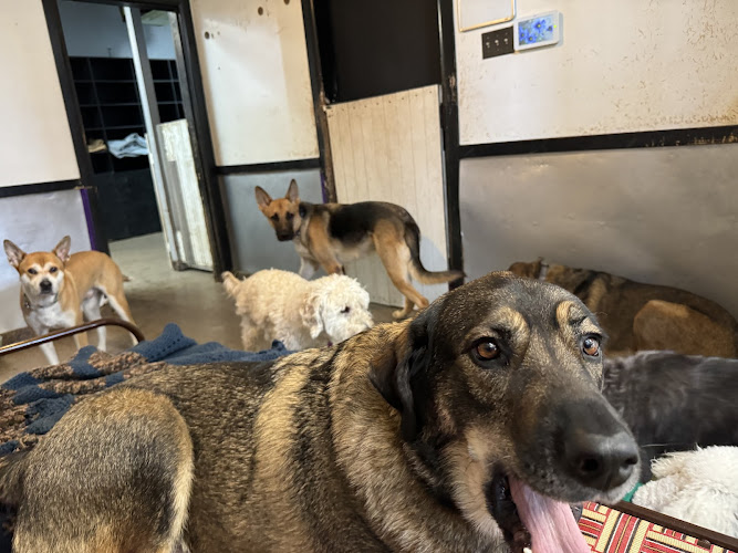 Whisker’s Bark & Play Petcamp Ltd.