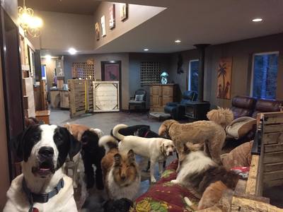 A Pawsh Oasis Pet Resort