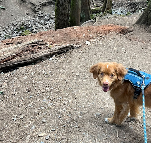 Sage Pet Care | Dog Walkers & Pet Sitters