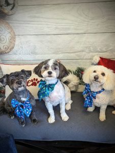 Christine’s Grooming Studio