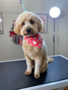 Fluff & Fur Grooming