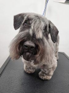 TLC Groomery