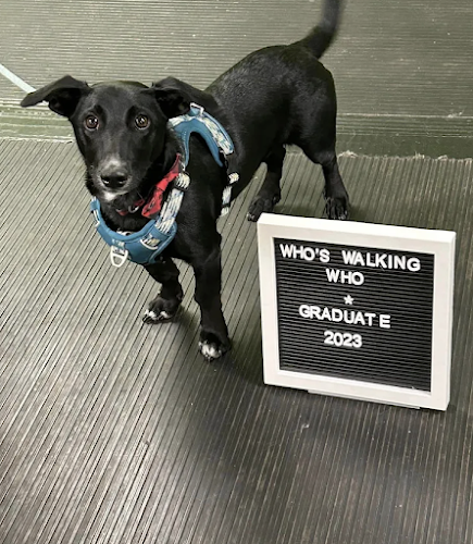 Who’s Walking Who Dog Training Centres