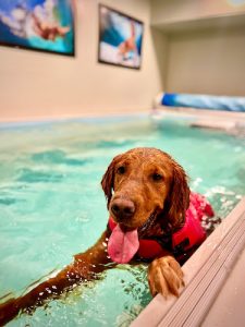 Blue Springs Animal Rehabilitation Center