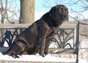 Foothills Veterinary Services
