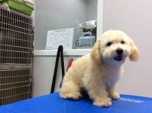 Lacoste Animal Hospital Brampton