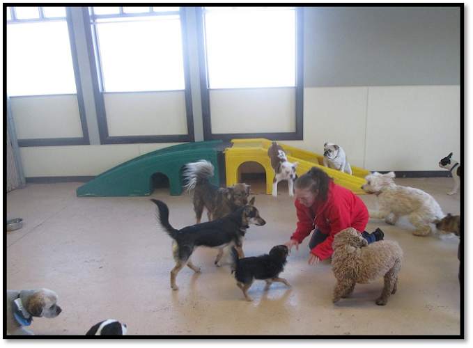 Camp Bow Wow Halifax
