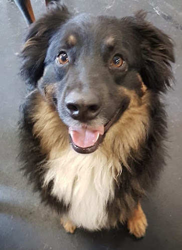 Playful Paws Dog Daycare & Training Facility