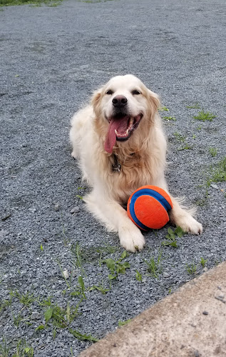 Playful Pups Doghouse Adventures