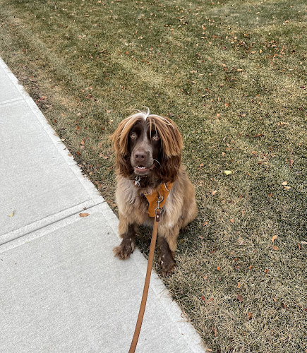 Shan Walks Dogs!