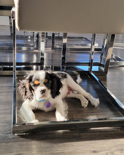 Boss Dogs Pet Services