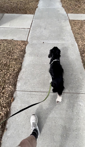 Running with the Dogs