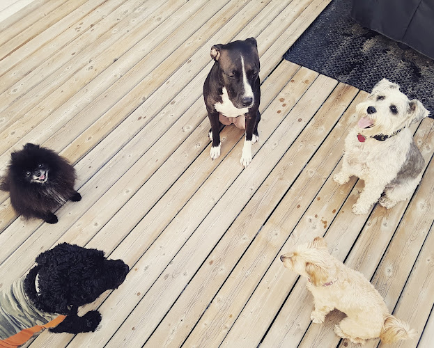 Rent-A-Pawrent Pet Sitting & Walks