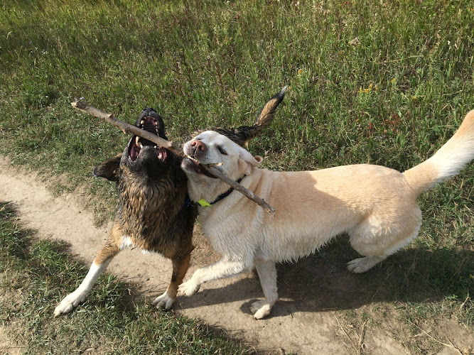 Hindsight Pet Services