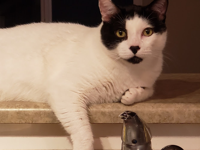 Meowmates & More