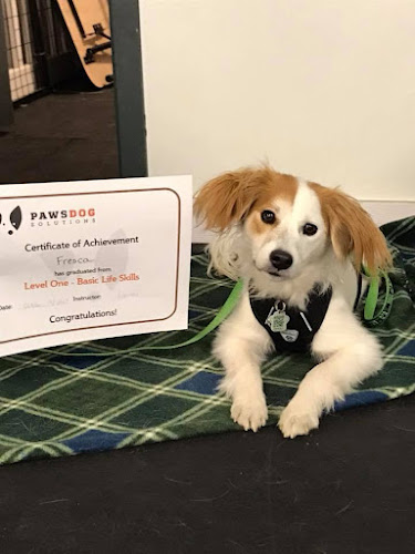 Paws Dog Solutions