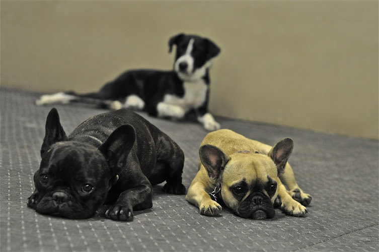 Urban Canine Recreation And Resource Centre