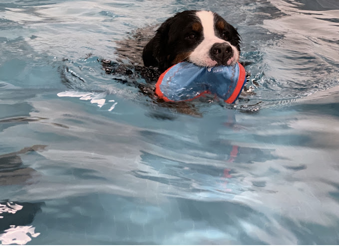 The Pawsh Dog Wellness Centre and Academy