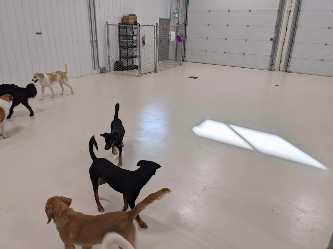 Camp Canine Dog Daycare Centre