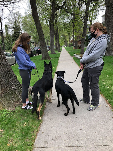 Full of Beans Dog Training
