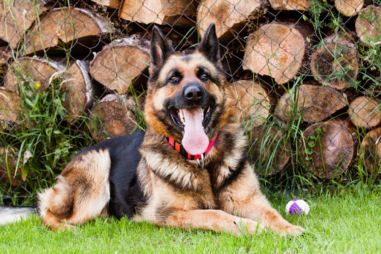 Canadian Association of Service Dog Trainers