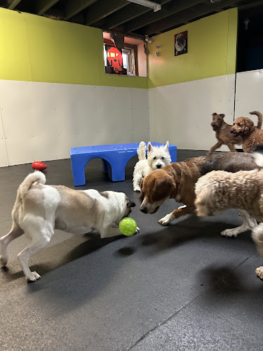 Woofs ‘n Wags Dog Daycare