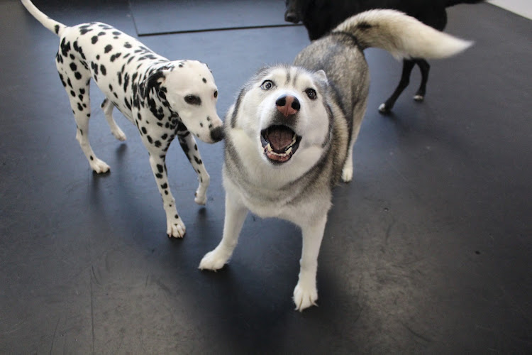 Pooches Playhouse